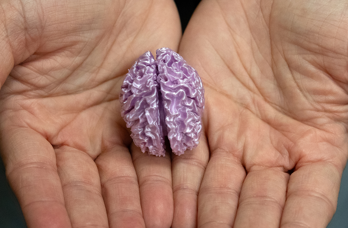A pair of hands holding a small purple 3D printed brain