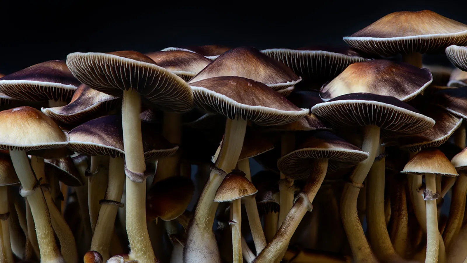 A cluster of brown and white mushrooms