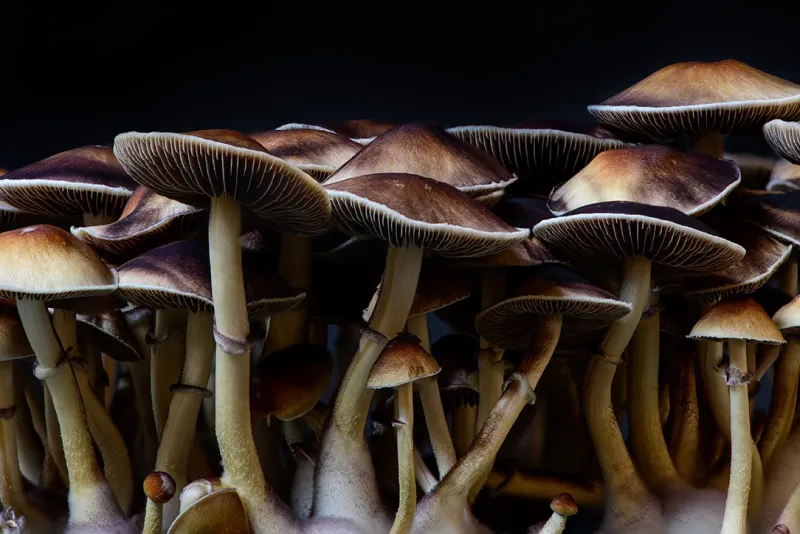 A cluster of brown and white mushrooms