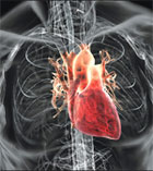 Picture of Heart for The Cardiopulmonary Behavioral Medicine Lab